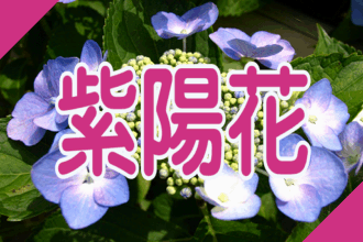 静岡・伊豆のアジサイ
