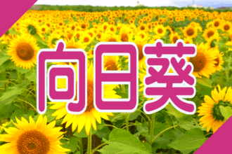 静岡・伊豆のヒマワリ