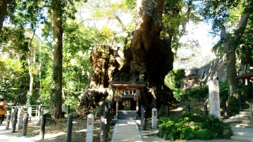 来宮神社の大楠