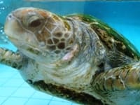 下田海中水族館