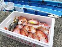 伊東港 海釣り体験
