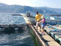 海上釣堀 筏釣りの東海