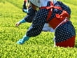 静岡で茶摘み体験・手もみ体験