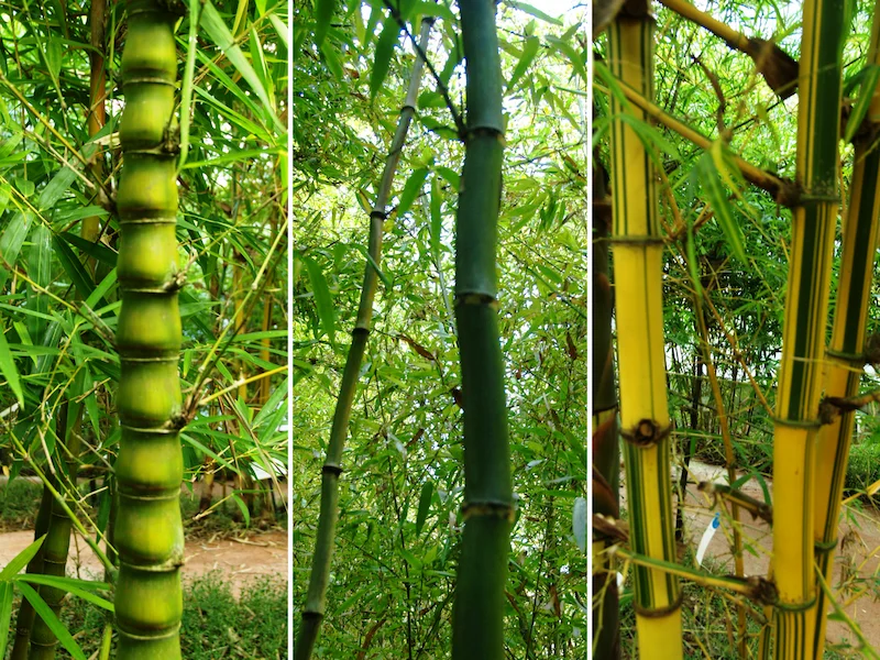 富士竹類植物園