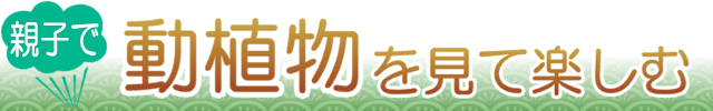 静岡・伊豆で動植物を見て楽しむ