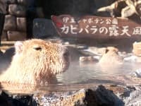 伊豆シャボテン動物公園