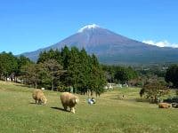 まかいの牧場