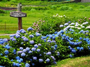 伊豆高原花しょうぶ園