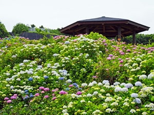 熱海日金山霊園