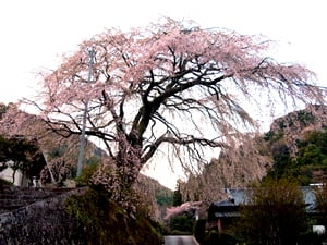 旧船原小学校跡のしだれ桜