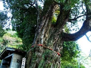 山門脇応永のイヌマキ