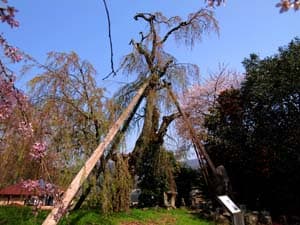 法泉寺のしだれ桜