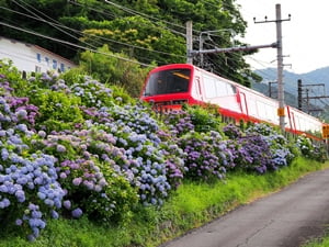 アジサイ街道