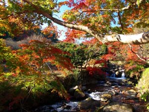 熱海梅園もみじまつり