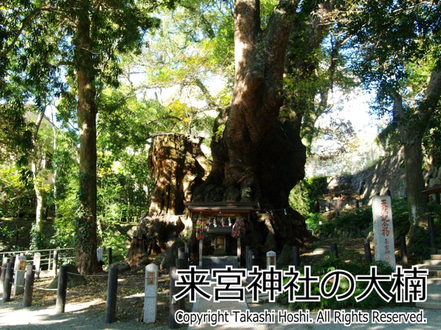 来宮神社の大楠 （熱海市）