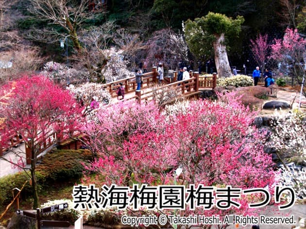 熱海梅園 （熱海市）