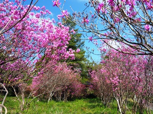 大渕公園