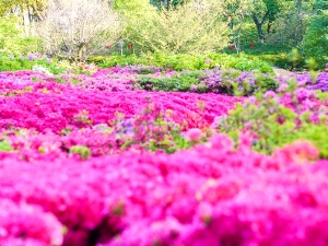 姫の沢公園