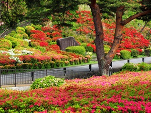 小室山公園 つつじ園