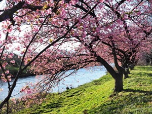 沼川沿いの早咲き桜