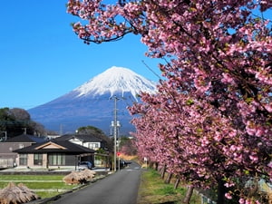 富士早川の河津桜