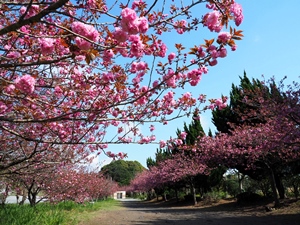 大渕公園