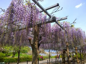 蓮華寺池公園