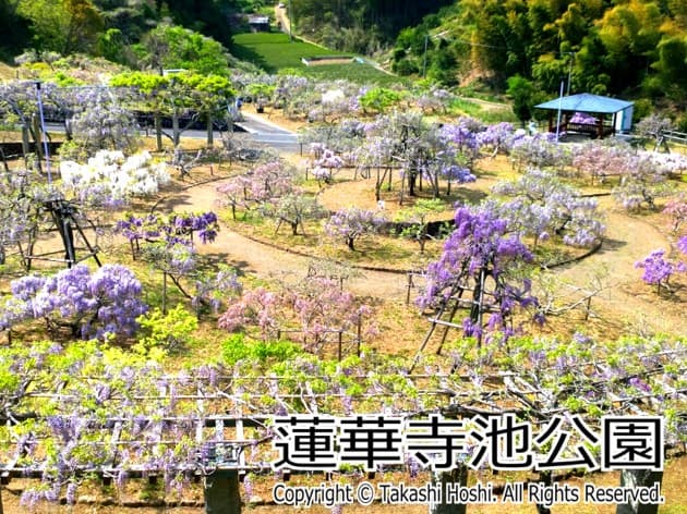 蓮華寺池公園