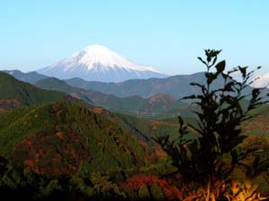 市民の森