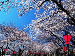 金比羅山・瀬戸川桜まつり