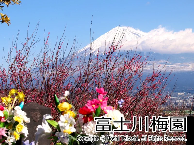 富士川梅園