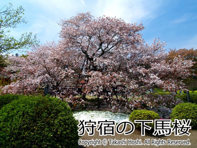 狩宿の下馬桜