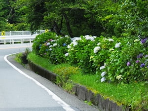 御殿場あじさいロード