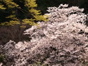 姫桜