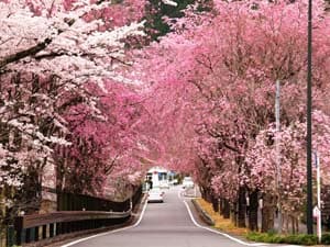 徳山桃沢の桜並木