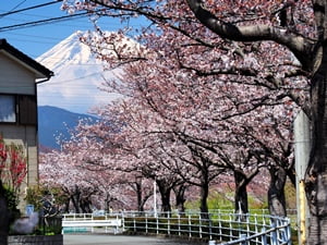 桜堤遊歩道