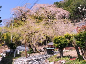 寿永の桜