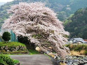 戸田大川沿いの桜並木