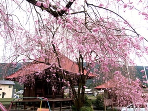 お地蔵さんのしだれ桜