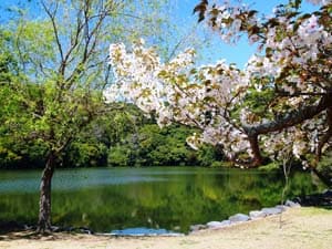 桜ヶ池