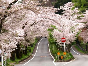 桜トンネル