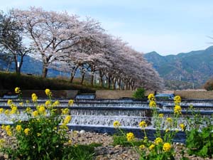 那賀川沿いの桜並木