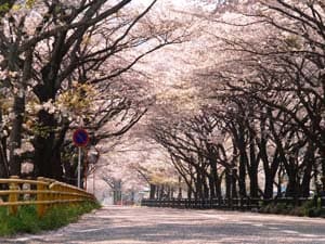 新桜トンネル