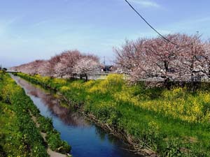 白隠桜・国1バイパス桜並木