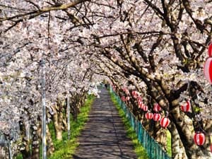 大津谷川桜堤防