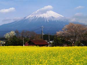 狩宿さくらまつり