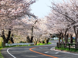 狩野川さくら公園