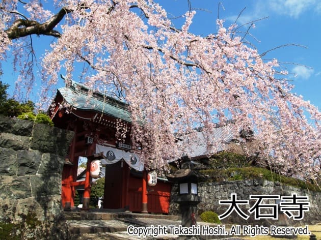 静岡でお花見　大石寺