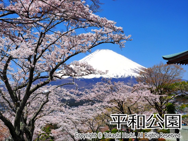 静岡でお花見　平和公園