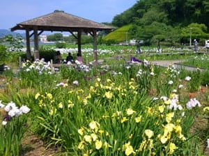 蓮華寺池公園